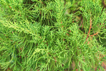 Chinese Arborvitae, Leaves of pine tree select focus with shallow depth of field (Scientific Name Thuja Orientali.)