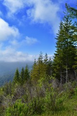 Fototapeta na wymiar Foggy Redwoods Overlook