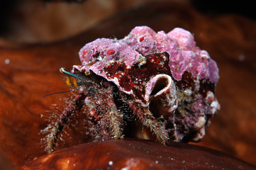 Hermit Crab