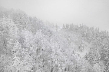 Tree covered with snow  on winter storm day in  forest mountains .