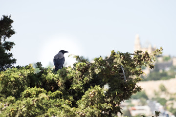 a crow looking for a food