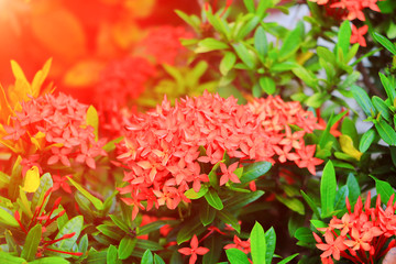 Ixora red flower spike in nature with sunset light (Common Name Ixora chinensis, Rubiaceae)