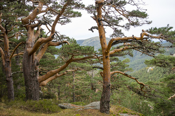 Fototapeta na wymiar Scots pine forest in Guadarrama Mountains National Park, province of Madrid, Spain