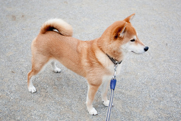 柴犬 shibainu