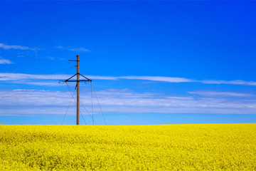 Yellow rape seeds