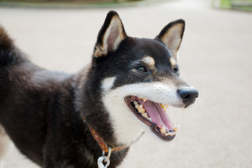 柴犬 shibainu