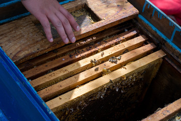 Closeup of bees on honeycomb in apiary