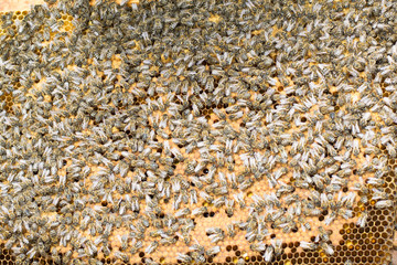Closeup of bees on honeycomb in apiary