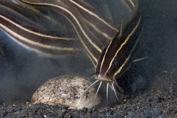 Catfish