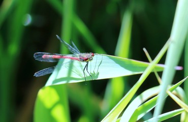 Adonislibelle