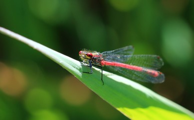 Adonislibelle
