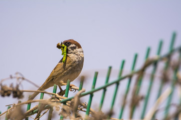 Sparrow