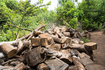 chopped woods inside the forest