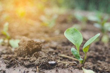 Little plant on ground in garden