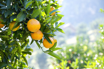 fresh orange on plant, orange tree.