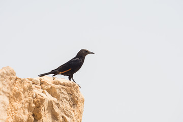 a yellow tip winged bird