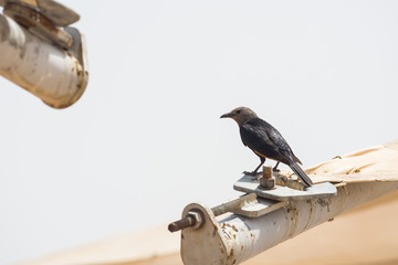 a yellow tip winged bird
