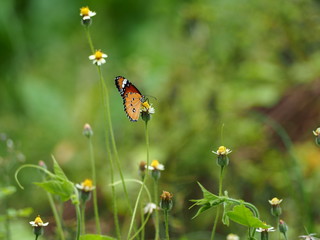 butterfly