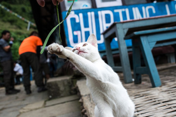 A white cat's playing