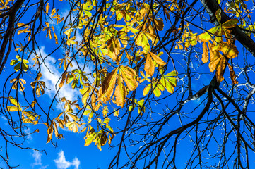 Branches with yellowed leaves of bird cherry tree against blue sky in autumn sunny day. Close up of birch tree with dry leaves in autumn