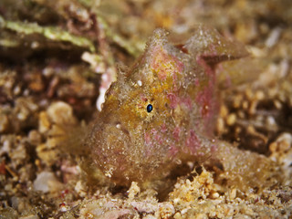 Juvenile Frogfish, Junger Anglerfisch 