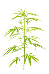Marijuana isolated on white background.