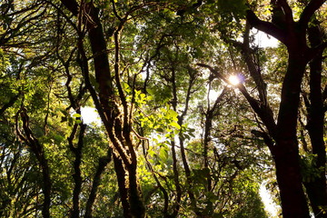 Tropical rainforest landscape of Kew Mae Pan nature trail at Doi Inthanon natuonal park , Chaingmai , Thailand