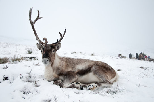 Reindeer sitting in snow looking into camera