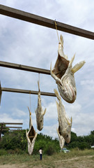 Salted dried fish in a fishing village in Kuantan, Malaysia