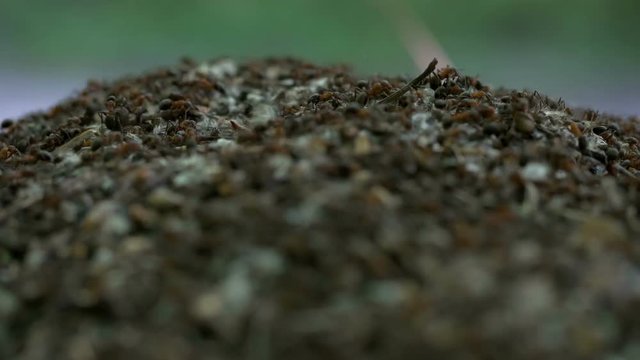 Many ants in an anthill close-up