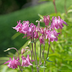 Akelei, Aquilegia