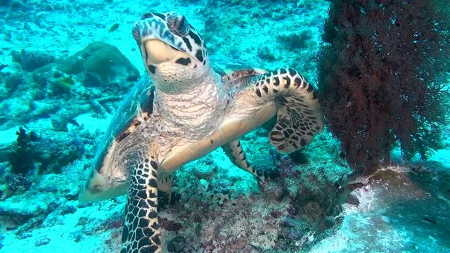 Green sea turtle on clean clear seabed underwater in Maldives. Beautiful marine background. Swimming in world of colorful wildlife of corals reefs. Abyssal relax diving.