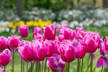 Pink tulip expose the light and bouquet at background