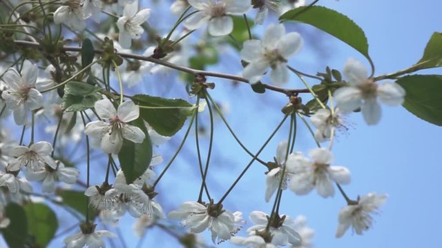 The branches of a cherry blossom, slow motion