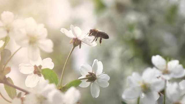 Bees fly to Blossoming Tree, slow motion
