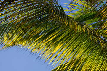 Green palm leaves on sunlight