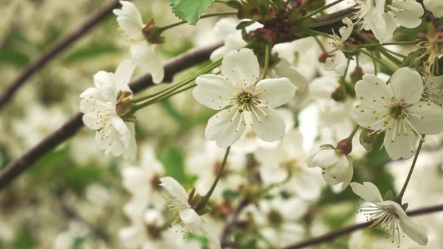 bee on flower, slow motion