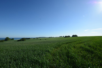 Fototapeta premium Neu Reedevitz, Rügen