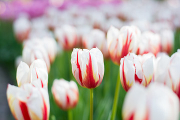 red-white tulip with foreground and bouquet background