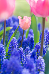 Blooming pink tulip expose the light and blue flower at the background