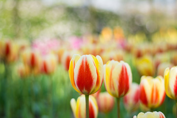 Beautiful blooming yellow and red tulip flower wallpaper in the garden, bokeh at background