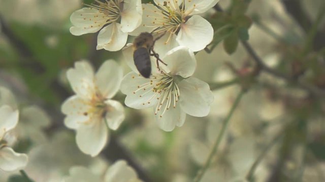 bee on flower, slow motion