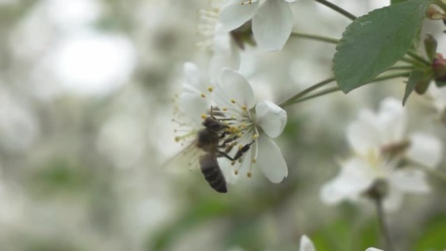 Bees fly to Blossoming Tree, slow motion