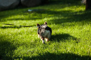 The corgi dog on the grass in the park