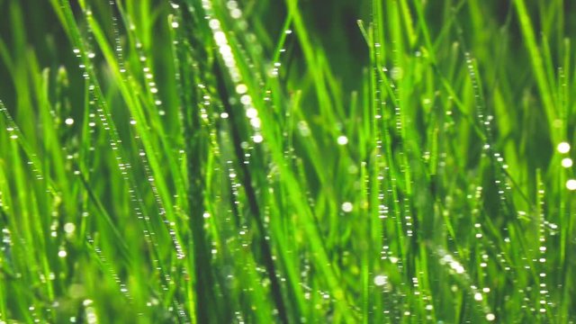 Grass with dew drops, slow motion