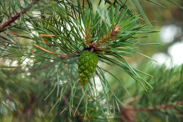 Green cone