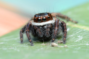 Jumping Spider.