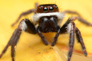 Jumping Spider.
