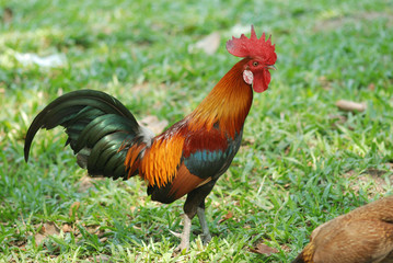 jungle fowl