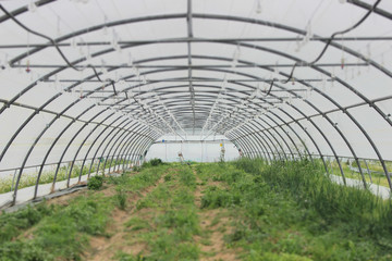 Légume en serre